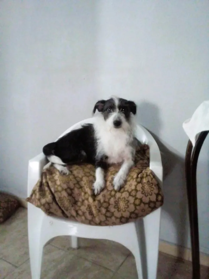 Cachorro ra a SRD-ViraLata idade 6 ou mais anos nome MOLLY