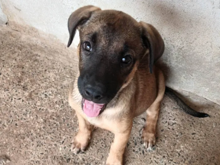 Cachorro ra a Pastor Alemão idade 2 a 6 meses nome Ainda não tem nome