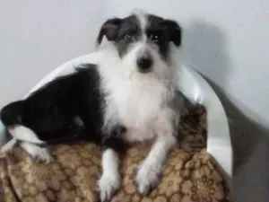 Cachorro raça SRD-ViraLata idade 6 ou mais anos nome MOLLY