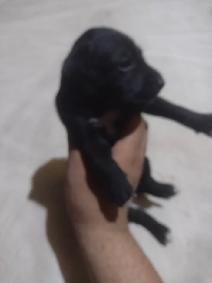 Cachorro ra a SRD-ViraLata idade Abaixo de 2 meses nome Sem nome