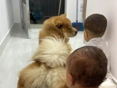 Cachorro raça Chow Chow idade 2 anos nome Zeus 