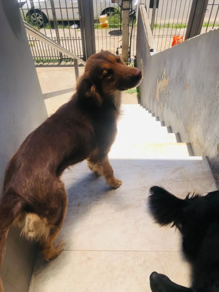 Cachorro ra a SRD-ViraLata idade 1 ano nome Malula