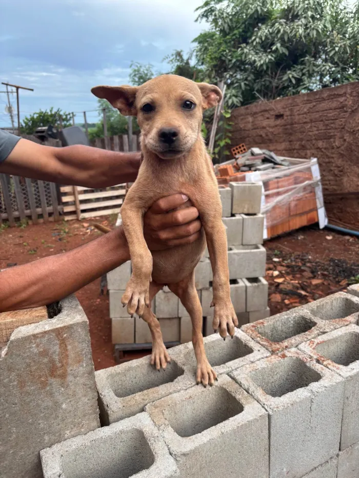 Cachorro ra a SRD-ViraLata idade 2 a 6 meses nome Docinho 