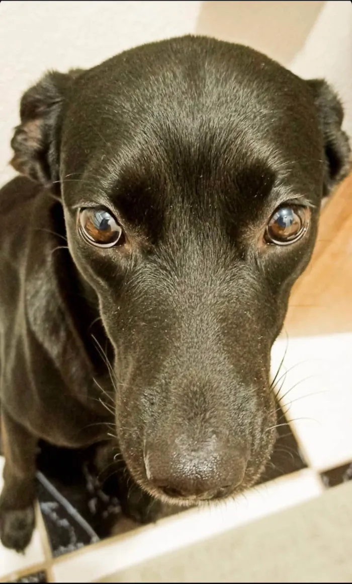 Cachorro ra a SRD-ViraLata idade 5 anos nome Bel