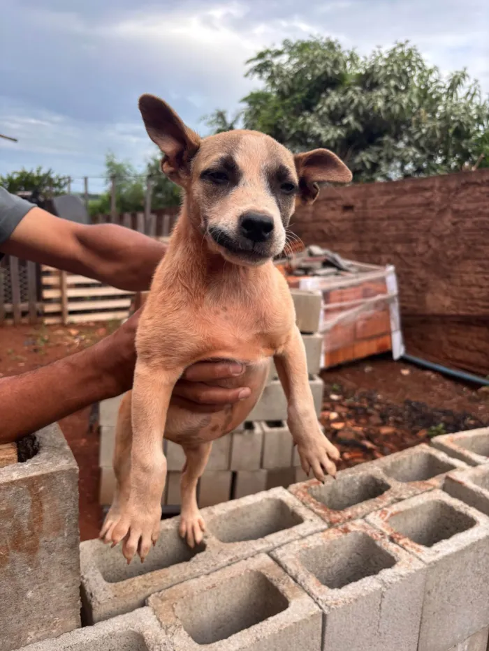 Cachorro ra a SRD-ViraLata idade Abaixo de 2 meses nome Lindinha 