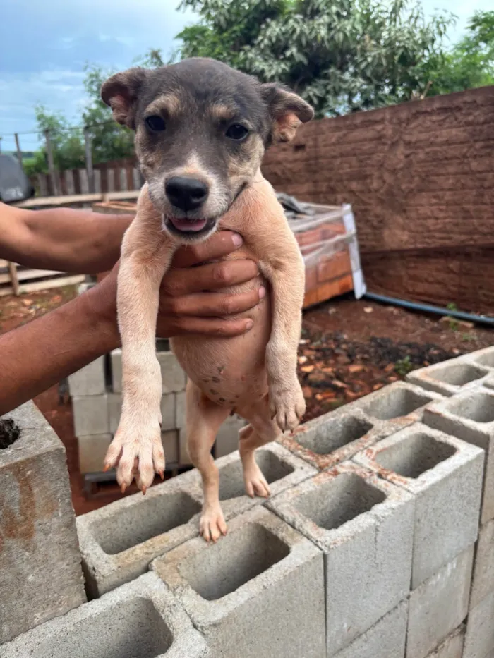 Cachorro ra a SRD-ViraLata idade 2 a 6 meses nome Florzinha 