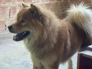 Cachorro raça Chow Chow idade 2 anos nome Zeus 