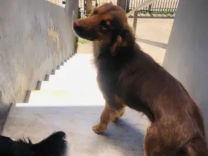 Cachorro raça SRD-ViraLata idade 1 ano nome Malula