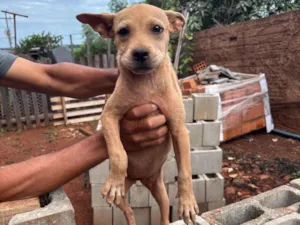 Cachorro raça SRD-ViraLata idade 2 a 6 meses nome Docinho 