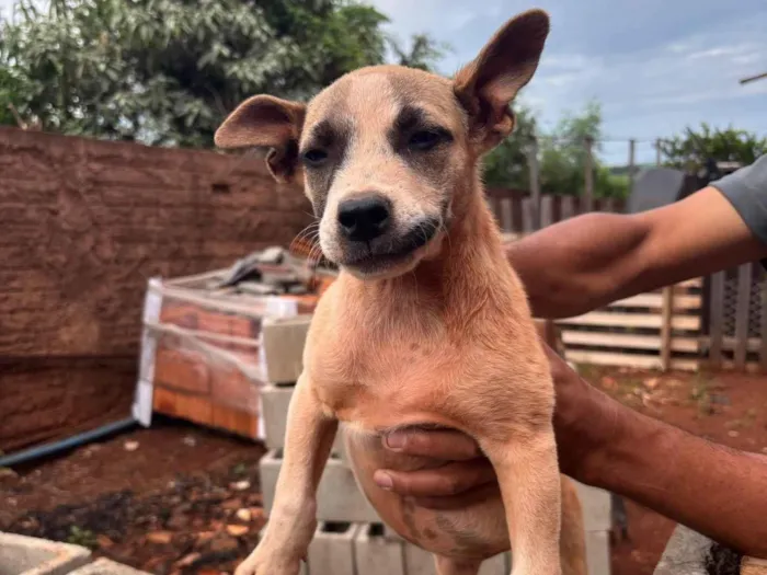 Cachorro ra a SRD-ViraLata idade Abaixo de 2 meses nome Lindinha 