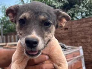 Cachorro raça SRD-ViraLata idade 2 a 6 meses nome Florzinha 