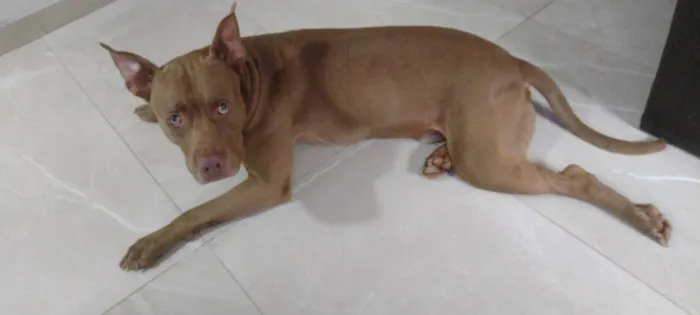 Cachorro ra a Pit-Bull idade 3 anos nome Fred 