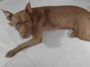 Cachorro raça Pit-Bull idade 3 anos nome Fred 