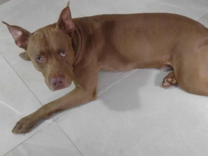 Cachorro ra a Pit-Bull idade 3 anos nome Fred 