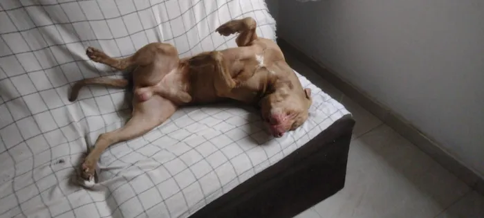 Cachorro ra a Pit-Bull idade 3 anos nome Fred 