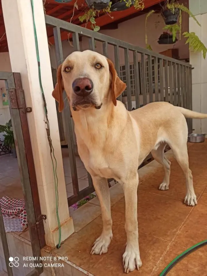 Cachorro ra a Labrador idade 1 ano nome Coronel