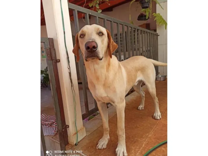 Cachorro ra a Labrador idade 1 ano nome Coronel