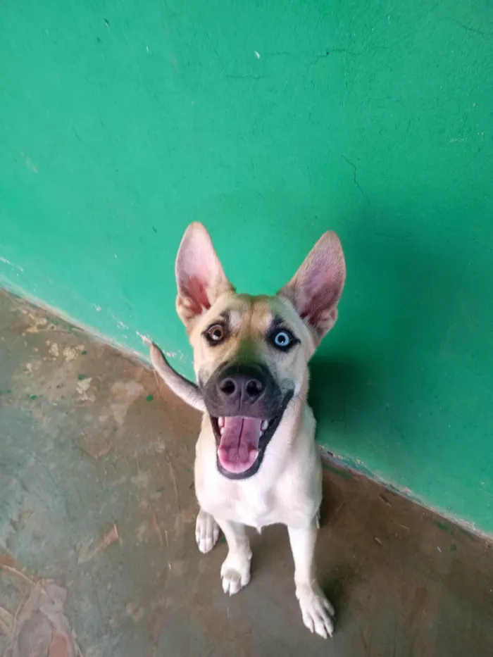 Cachorro ra a SRD-ViraLata idade 7 a 11 meses nome Zoe