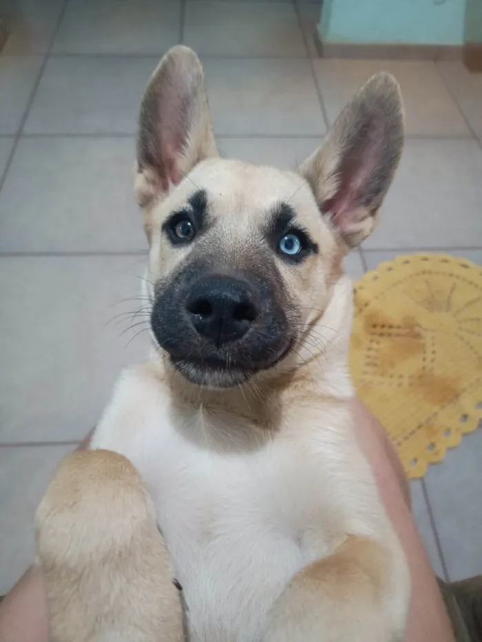 Cachorro ra a SRD-ViraLata idade 7 a 11 meses nome Zoe