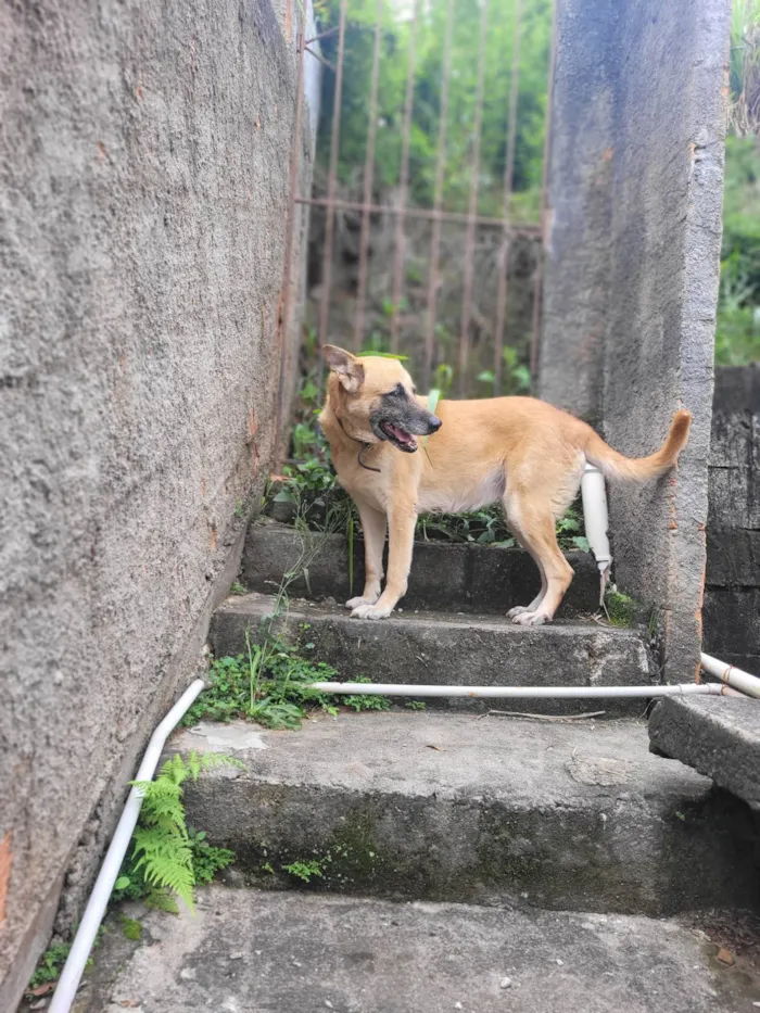 Cachorro ra a Pastor Alemão idade 6 ou mais anos nome Leona