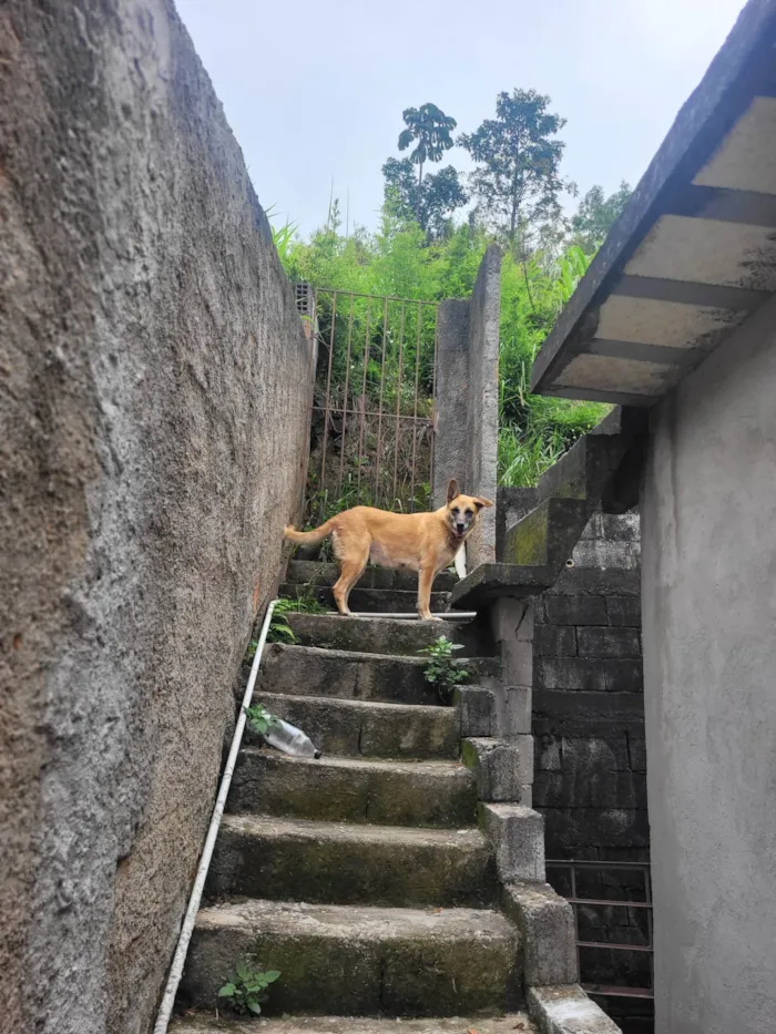 Cachorro ra a Pastor Alemão idade 6 ou mais anos nome Leona