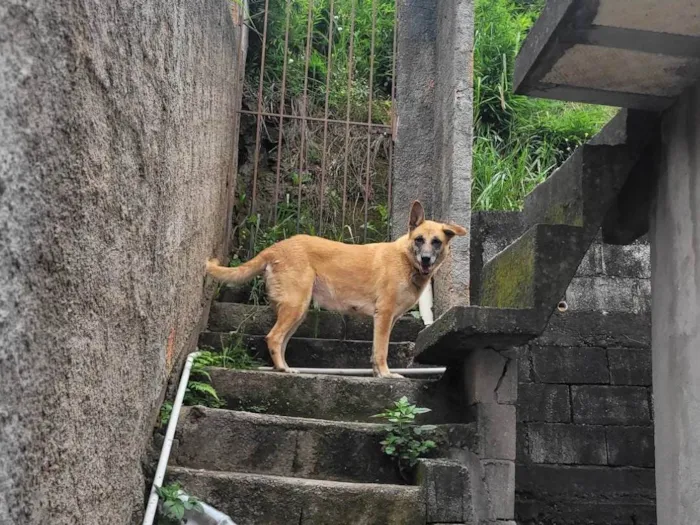 Cachorro ra a Pastor Alemão idade 6 ou mais anos nome Leona