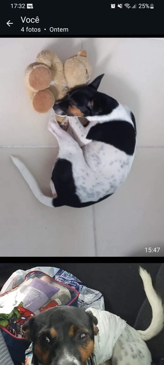 Cachorro ra a SRD-ViraLata idade 2 anos nome Raku