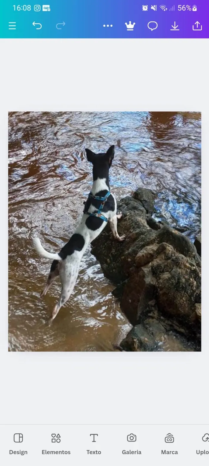 Cachorro ra a SRD-ViraLata idade 2 anos nome Raku