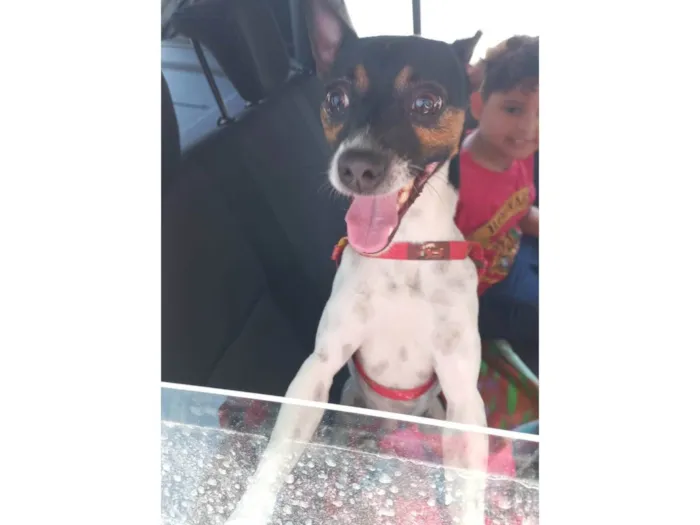 Cachorro ra a SRD-ViraLata idade 2 anos nome Raku