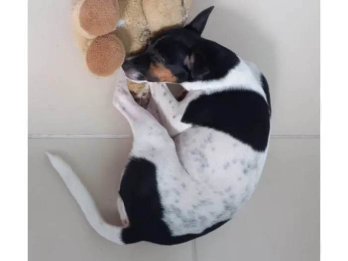 Cachorro ra a SRD-ViraLata idade 2 anos nome Raku