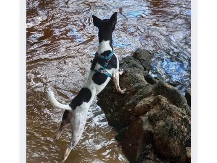 Cachorro ra a SRD-ViraLata idade 2 anos nome Raku