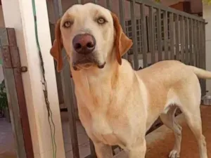 Cachorro raça Labrador idade 1 ano nome Coronel