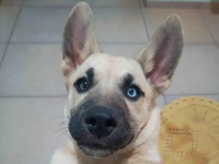 Cachorro ra a SRD-ViraLata idade 7 a 11 meses nome Zoe