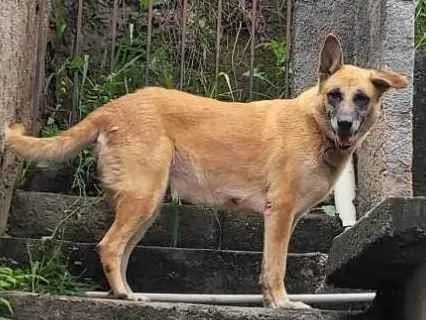 Cachorro ra a Pastor Alemão idade 6 ou mais anos nome Leona