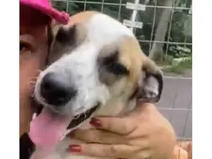 Cachorro raça SRD-ViraLata idade 3 anos nome Neke