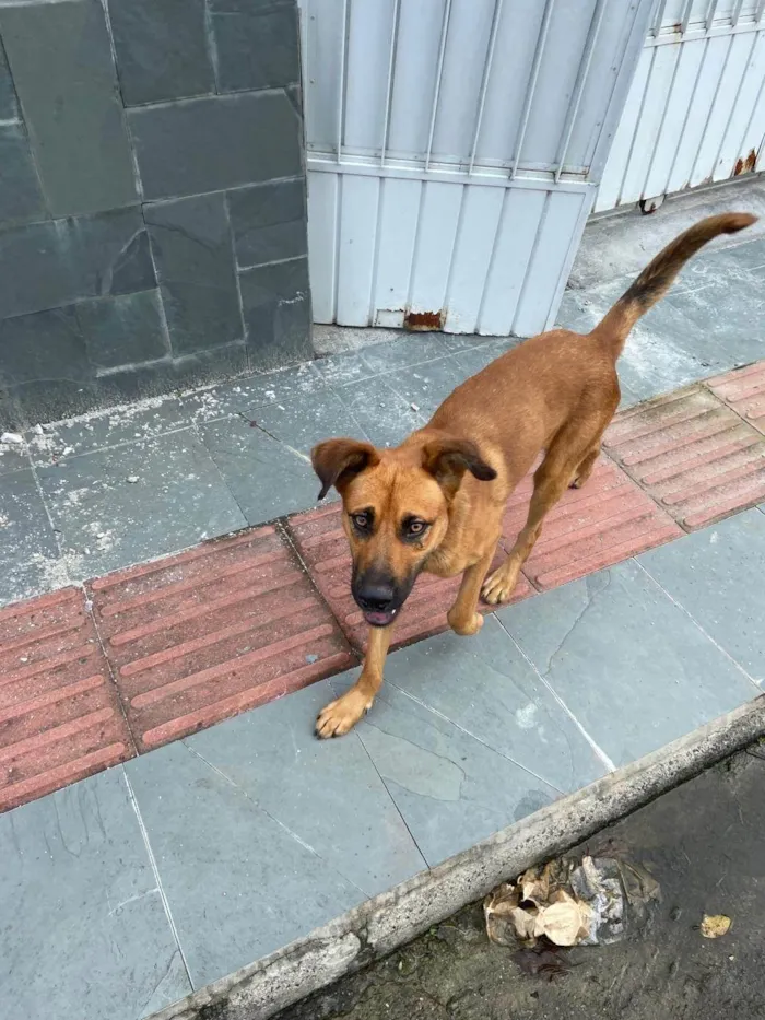 Cachorro ra a SRD-ViraLata idade 7 a 11 meses nome Ralf