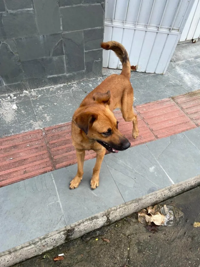 Cachorro ra a SRD-ViraLata idade 7 a 11 meses nome Ralf