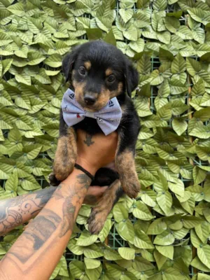 Cachorro raça SRD-ViraLata idade 2 a 6 meses nome Raffaelo