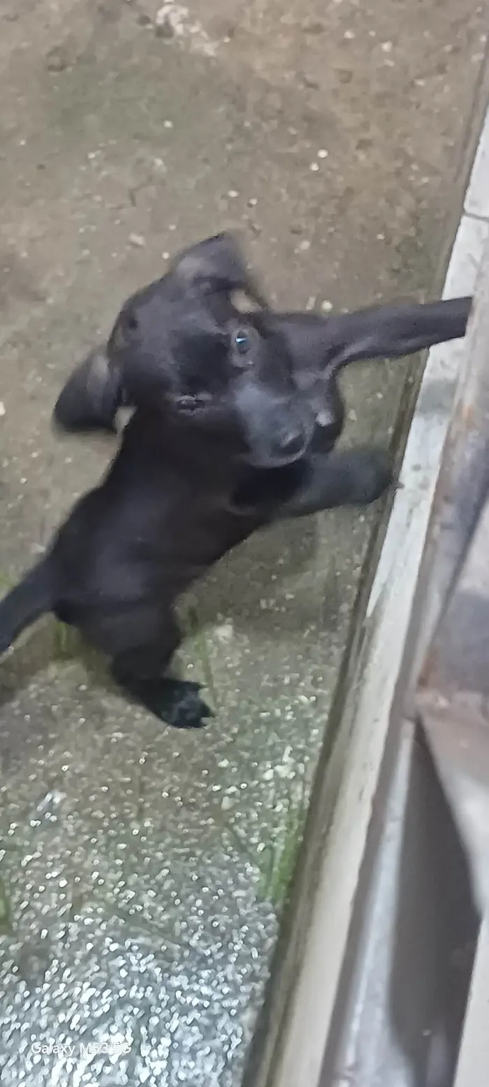 Cachorro ra a SRD-ViraLata idade 2 a 6 meses nome Scoob