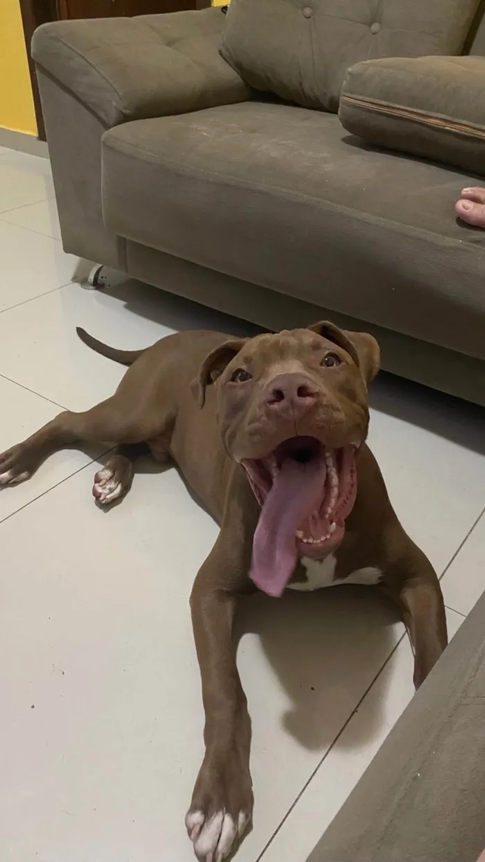 Cachorro ra a Pit-Bull idade 7 a 11 meses nome Bruno 