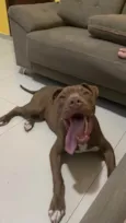 Bruno