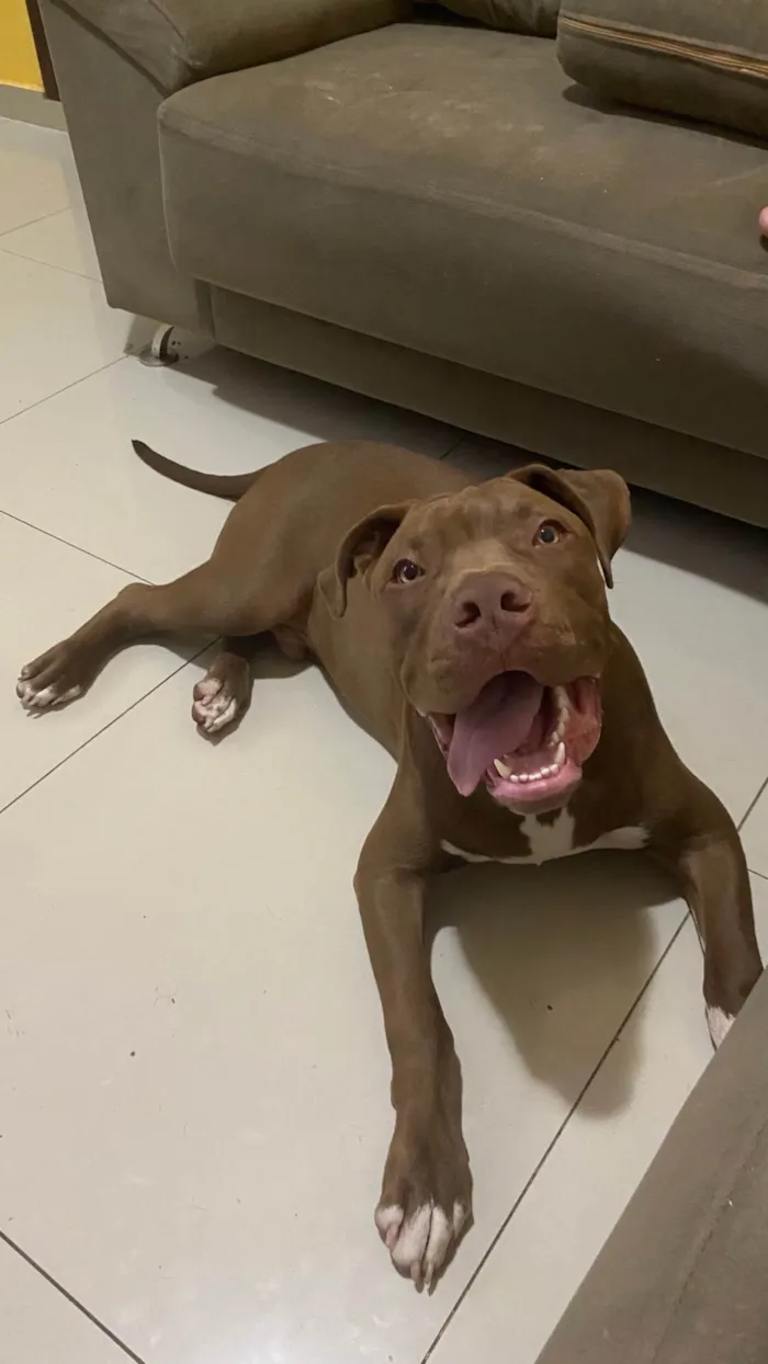 Cachorro ra a Pit-Bull idade 7 a 11 meses nome Bruno 