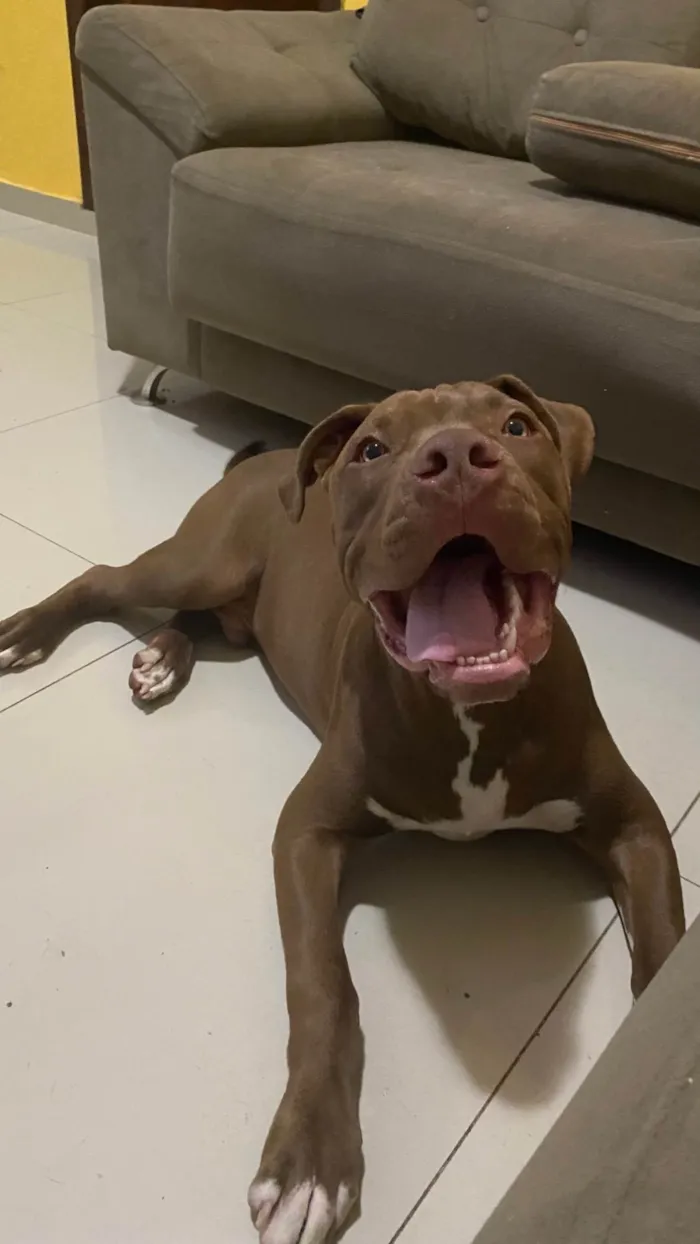 Cachorro ra a Pit-Bull idade 7 a 11 meses nome Bruno 