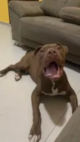 Bruno