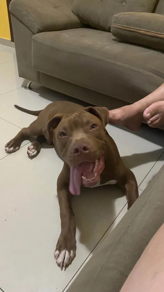 Cachorro ra a Pit-Bull idade 7 a 11 meses nome Bruno 