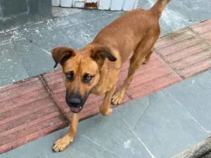 Cachorro raça SRD-ViraLata idade 7 a 11 meses nome Ralf