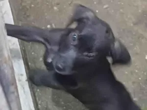 Cachorro raça SRD-ViraLata idade 2 a 6 meses nome Scoob