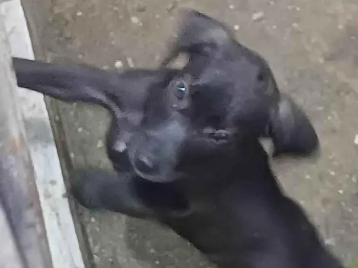 Cachorro ra a SRD-ViraLata idade 2 a 6 meses nome Scoob