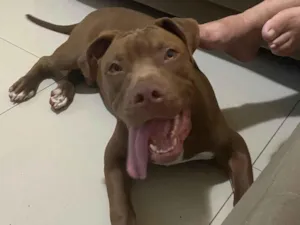 Cachorro raça Pit-Bull idade 7 a 11 meses nome Bruno 