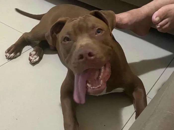 Cachorro ra a Pit-Bull idade 7 a 11 meses nome Bruno 